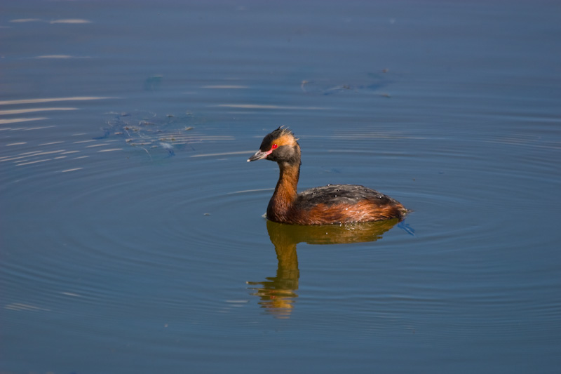 Horned Grebe